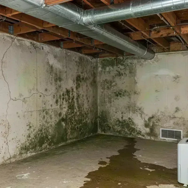 Professional Mold Removal in Pagedale, MO